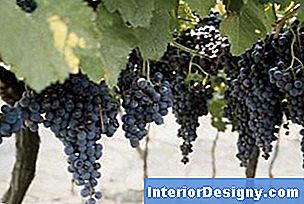 L'uva Concord viene spesso utilizzata nella produzione del vino pinot nero.