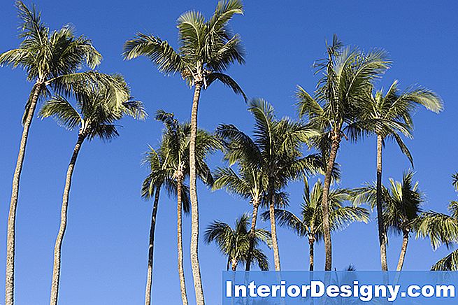 Kas Palm Tree Juured Kasvavad Nii Suured Kui Palm Tree?