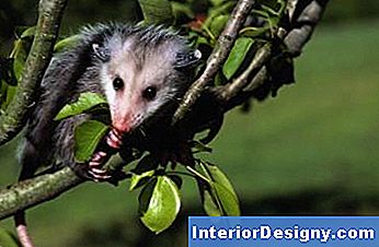 Il Seme Di Uccello Attira Gli Opossum?