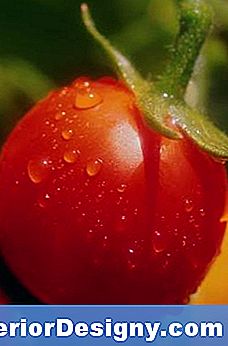 O Efeito Da Temperatura Do Solo No Crescimento Do Tomate