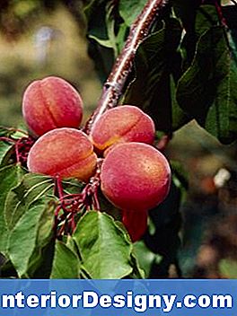 Befruchtende Pfirsichbäume
