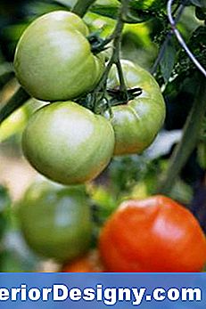 Rohukivid Ümbritsevad Tomateid Väetamiseks