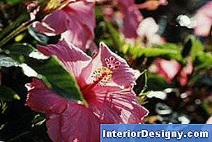 Garten Hibiscus Tree Leaf Spots & Krankheiten 2024 Interior