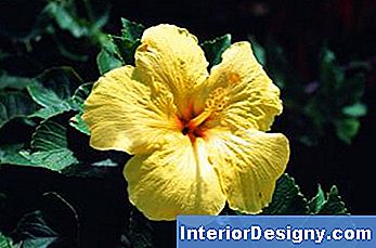 Garten HibiskusBaumSamen 2024
