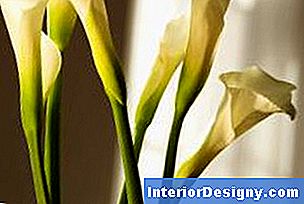 Garten Wie Tief Calla Lillies Zu Pflanzen 2024