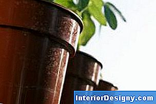 Garten Wie Viele Tomatenpflanzen Pro Container? 2024 Interior