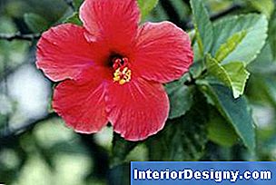 Garten Wie Man Für Hibiscus Blühende Sträuche 2022 Interior