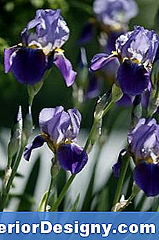 Irisbladvlekken Uitharden