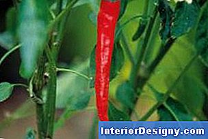 Garten Wie Loswerden Von Tieren In Paprikaschoten 2024 Interior