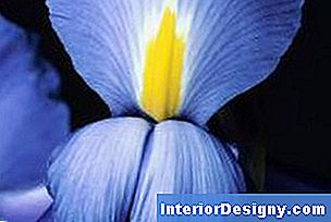 Iris wachsen aus Rhizomen, die von Winter zu Winter im Boden liegen.