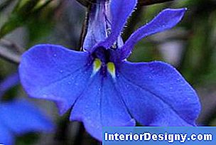 Garten Wie Man Blaue LobeliaTeichAnlagen Anbaut 2024 Interior
