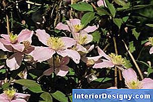 Garten Wie Man Clematis Von Den Wurzeln Wachsen Lässt 2022