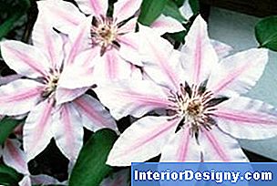 Garten Wie Man Einen Clematis Nach Innen Wächst 2024 Interior