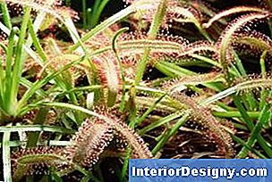 Les petits poils sur les plantes de rossolis insectivores sécrètent une substance qui attire les insectes.