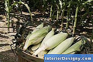 Lopende bonen geplant tussen maïsplanten gebruiken de maïs als een trellis.