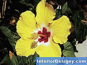 Garten: Wie Man Tropischen Hibiscus Von Den Samen Anbaut - 2024 ...