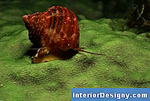 Garten Wie Man Schnecken Zu Deinem Teich Einführt 2024 Interior