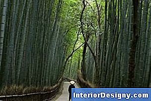 Mõned bambuse liigid kasvavad nii pikk kui puud.