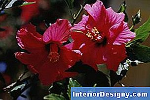 Garten Wie Man Einen Hardy Hibiscus Strauch Zu Einem Baum Macht 2024
