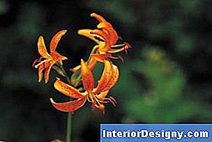 Garten Wie Man Eine Asiatische Lilly Pflanzt 2024