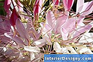 40+ Toom Pflanzen Cleome, Online bestellbar (41) in troisdorf