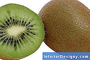Fuzzy Kiwi produzieren herb schmeckende Frucht.