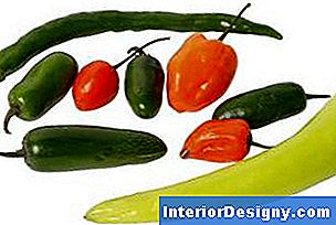 Garten Wie Man Relleno Paprikaschoten Pflanzt 2024 Interior