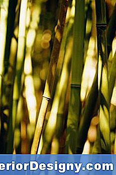 Hoe Bamboe Uit Stekjes Te Vermeerderen