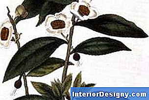 Garten: Wie Man Camellia Sinensis Verbreitet - 2023 | Interior-Designy.com