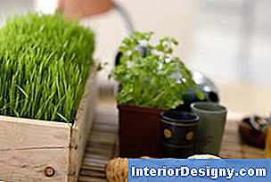 Garten Wie Man Kräuterpflanzen Propagiert 2024