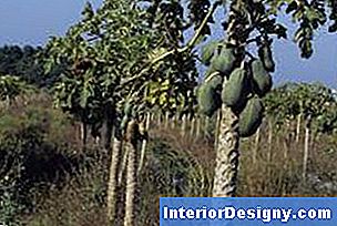 Garten Wie Man Papaya Propagiert 2024