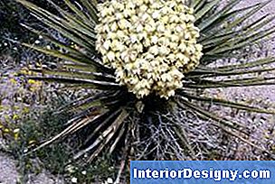 Garten Wie Man Eine Yucca Nach Der Blüte Beschneidet 2024 Interior