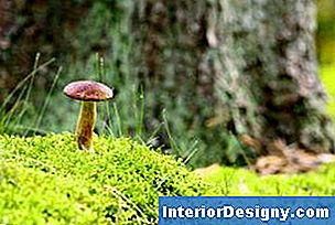 Musgos, cogumelos e fungos, todos desfrutam de um ambiente florestal úmido e sombrio.