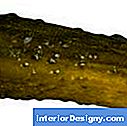 I cetrioli decapanti sono più corti, pieni e coperti da piccole spine.