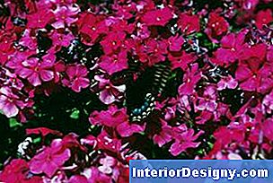 Phlox aggiunge colori vivaci ai giardini urbani e rurali.