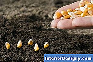 Enne maisi istutamist ärge lisage mulda ega lõpetamata komposti.