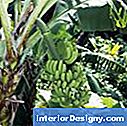 Musa banaani taimede suurte lehtede pind aurustub suures koguses vett.