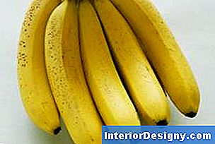 Enamik supermarketites müüb Mehhikos ja Kesk-Ameerikas kasvatatud Cavendishi banaani.