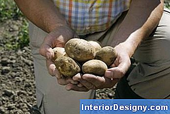 Bio-Kartoffel-Samen Gegen Regelmäßige Saatkartoffeln
