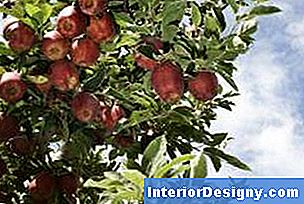 Skader fra skadedyr fra epletrær kan redusere innhøstingen.