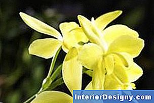 Garten Pflanzen Und Blumen Im Schatten In Der Nähe Von Eichen Zu