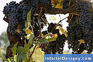 Garten Vermehrung Von Weinreben In Einem Gewächshaus 2024 Interior