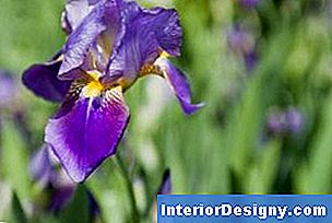 Iris sind winterharte Stauden, die bequeme Schnittblumen bilden.