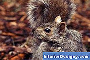 Eichhörnchen sind dafür bekannt, an zufälligen Orten zu graben, sogar in Pflanzgefäßen und Pflanzgefäßen.