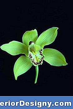 Ujuliku Orhideesekeskuse Loomise Sammud