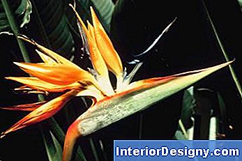 Strelitzia Probleme