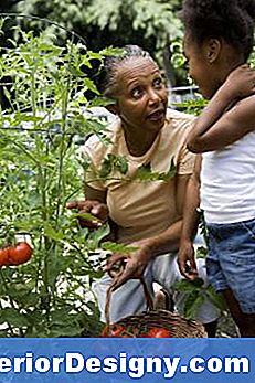 Süstemaatiline Insektitsiid Tomatite Puhul