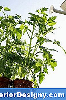 Tomatipõõsad Uutele Taimedele