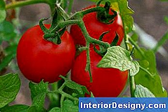 Tomatplante Voksende Guide