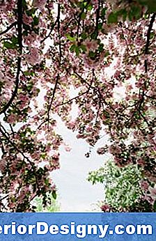 Ristikõielised Kirsipuu Lehed Pruunivad